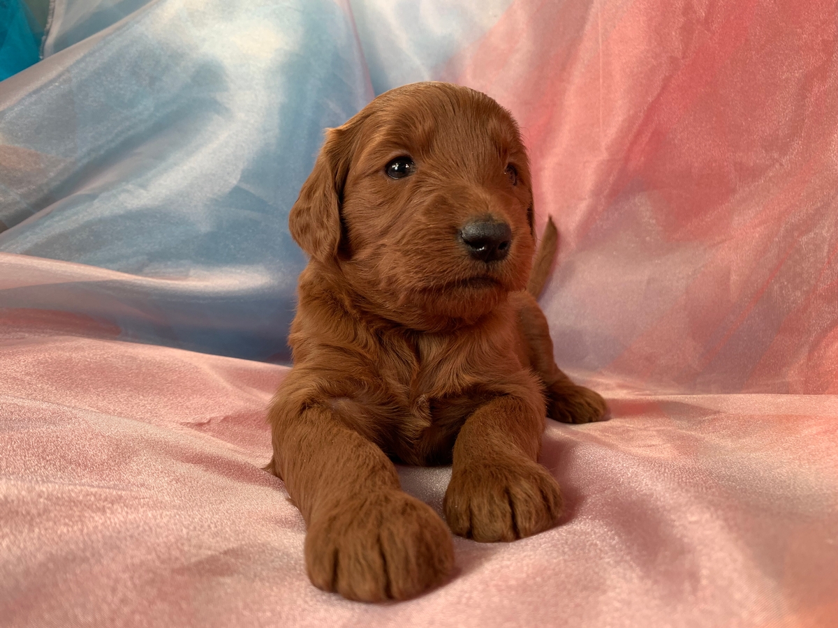F1 Male Miniature Goldendoodle, Dark Red, DOB 2022-01-05, $1800